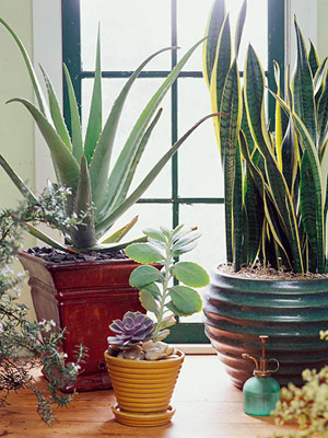 インテリアに映える観葉植物の選び方と飾り方 いろいろ Interior Design Box 海外の使えるインテリア術